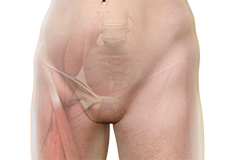 Hip Groin Disorders